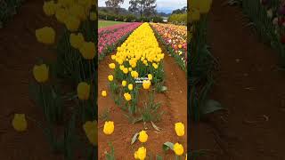 Tulip festival | Flowers | Melbourne