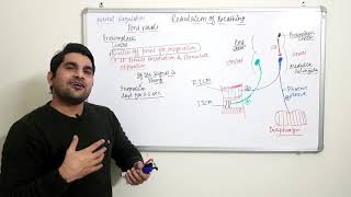 Regulation of Respiration | Disorders of Respiratory System | Class XI | Breathing & Exchange of Gas