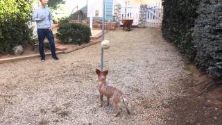 Levi playing tether ball