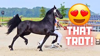 Friesian horse inspection for these beautiful horses! Are they doing well? | Friesian Horses