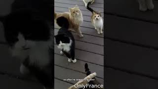 Group of cats knocking on strangers door #shorts #catsofyoutube #feedingstraycats #catlovers