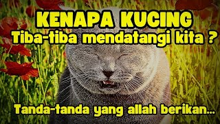 TIBA-TIBA DIHAMPIRI KUCING⁉️Simak tanda-tanda yang allah berikan...#kucinglucu #kucingimut #viral