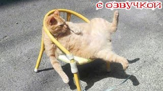 ПРИКОЛЫ С КОТАМИ! с озвучкой! Самые смешные животные 2024! Милые Смешные котики и собачки!