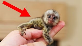 SMALLEST Animals in the World