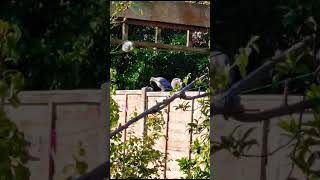 Pigeons in our garden | #pigeon | #shorts | #short | #shortsvideo | #pigeons