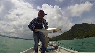 Ladyfish Fly Fishing at Langkawi