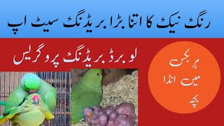 love birds breeding progress / ringneck breeding setup / Urdu Hindi