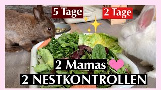 2 Mamas 2 NESTKONTROLLEN✨/Milly 5Tage / Milky 2Tage 🧿🤍