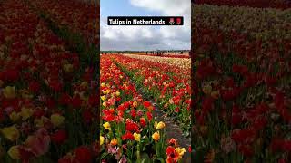 Beautiful Tulips in Netherlands 🇳🇱❤🇱🇰 #tulips #netherlands