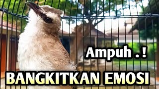 trucukan gacor EMOSI ROPEL PANJANG pancingan trucukan agar bunyi JADIKAN burung trucukan gacor NYAUT