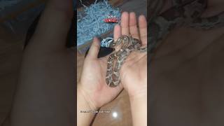 Unboxing ular guys #reptiles #snake #trending