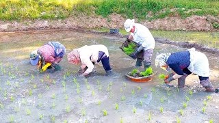 |Iran north village life in spring| Planting the workers in the rice field for Agha Faramarz