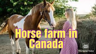 beautiful horses farm in Canada | horse farm in Canada | Canada beautiful horse farm |