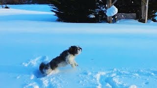 Dogs Chasing and Eating Snowballs