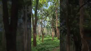 Ride through dense bandipur forest #shorts #shortvideo #bandipurforest #carlover #forest #vibes