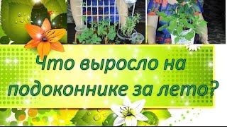 Земляника / перец / адениум / хрустальная травка