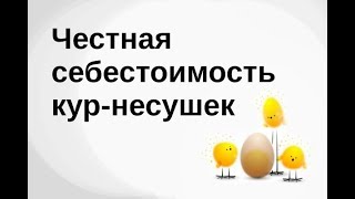 Куры несушки: считаем правдивую себестоимость