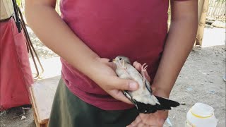 Palomas tierreras🕊