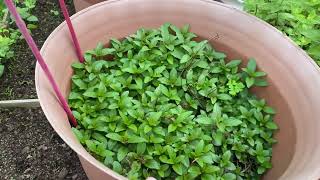 Growing some Seeds and Plants || Short Update #mylittlejungle #happy #nature #wildlife #flowers