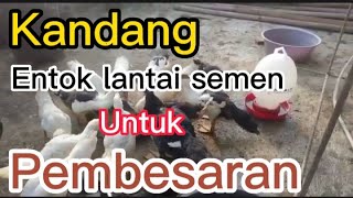 Kandang entok menggunakan lantai semen