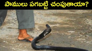 Do Snakes Really Take Revenge in   Telugu? | Scientifical Explanation About Snake Misbelief |