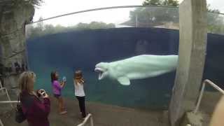 Beluga whale learns to scare kids Mystic Aquarium CT GoPro hero 3 black