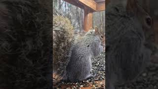 Squirrels | #chipmunks_and_squirrels on #Twitch