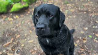 Banksy Detroit (labrador retriever) on his fourth birthday