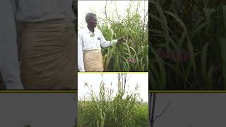 గట్లమీద జొన్నసాగు.. పిట్టలతో ఎంతో మేలు #farming #birds #fodder #raitunestham