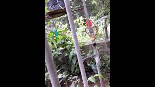 Butterfly Sanctuary 1