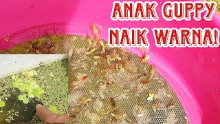 JOM REVIEW ANAK GUPPY MERAH DAN POKOK AIR FLOAT