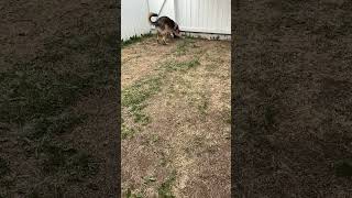 Charlie plays fetch #shorts #germanshepherdpuppy #viraldogsvideos #cutedogs #1kviews #subscribe