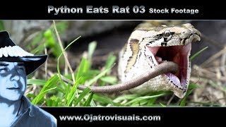 Python Eats Rat 03 Stock Footage