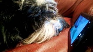 Havanese Enjoys Animal Planet's TOO CUTE on Windows Phone