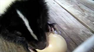 Think Skunks are cute?