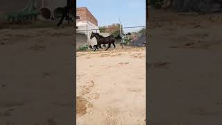 horse practicing #youtubeshorts #animal #horse #horseriding #horseracing #horseback #horsetraining