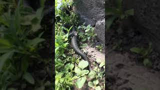 уж атакует ,наказал ,змеи.A snake attacked a man.