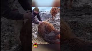 ¿Sabías que las vacas pueden explotar? #viral #shorts