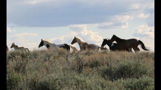 A Little Wild.... Mustangs out West (early May 2020)