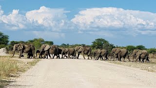 VISIT NAMIBIA | A herd of elephants (Etosha National Park, Namibia)