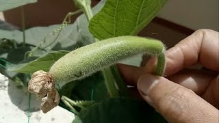 How To Grow Bottle Gourd At Home | My Lauki Plant At Backyard |Summer Vegetables Gardening Tips