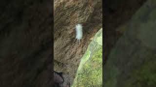 white caterpillar worm #nature #bugs #caterpillar #fuzzy #cute