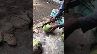 Fastest Coconut Cutting Skills - YOUNG Coconut Cutting Master - Fresh Tender Coconut Water