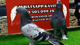 Canlı Güvercin Mezatı Volkan Güngör Taklacı Güvercin Mezatı