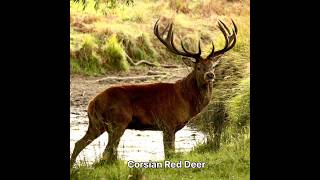 Corsian Red Deer hunt #deer#corsian #hunting #subscribe #viral