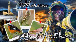 لن تصدق تواجد هذا الطائر بالمغرب ،و أخيرا من عدستي بالأطلس الكبير oriole birdwatching  in morocco