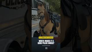 What makes a good police horse?