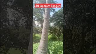 38 Kunta Mago with coconut farm land 📱7619398566