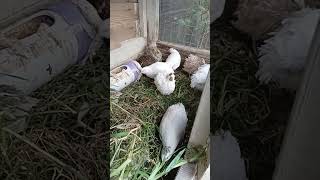 Female Quail hen sounds