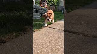 English Bulldog 8 week old puppy